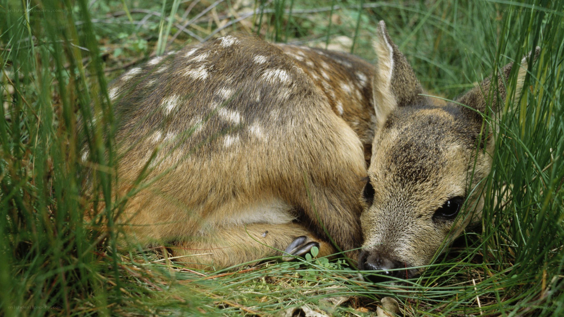 fawn resting in grass
