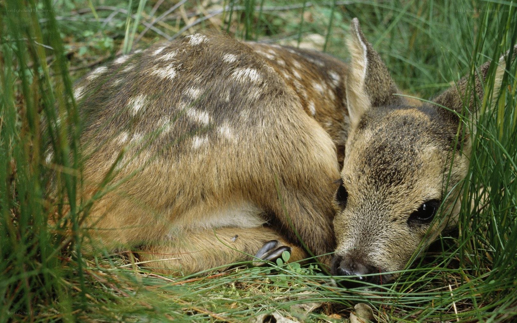 fawn resting in grass