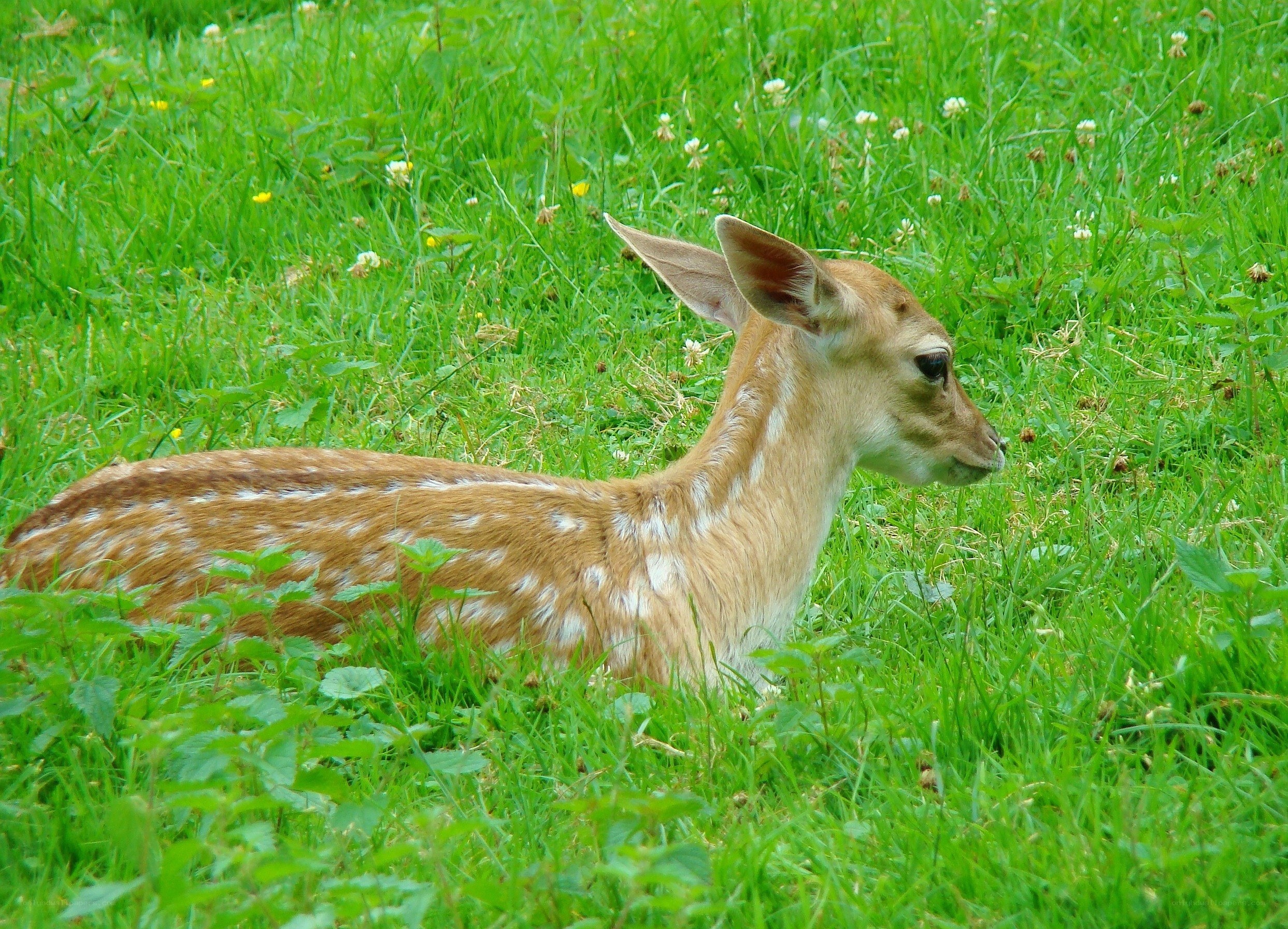 fawn resting in grass