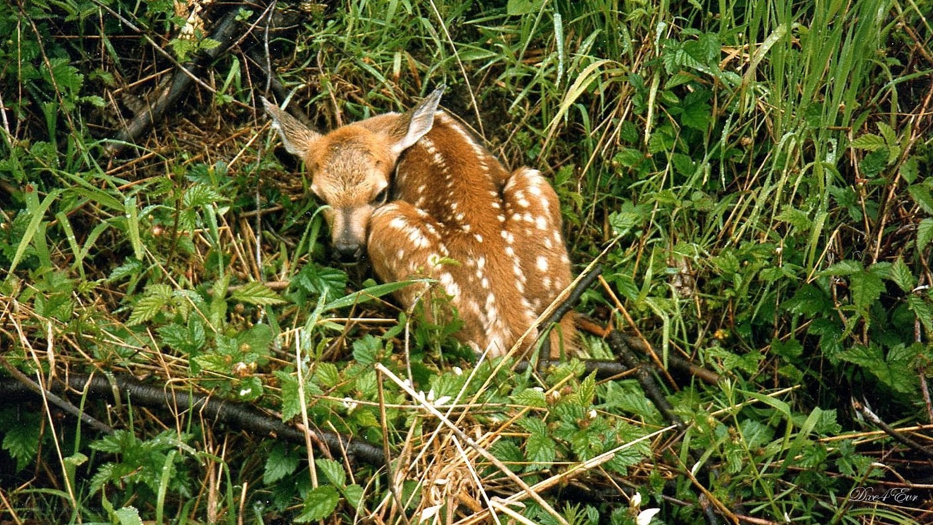 fawn resting in grass