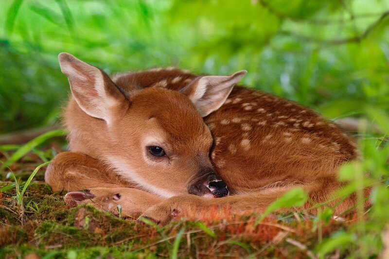 Fawn Resting in Grass — Green, Peaceful