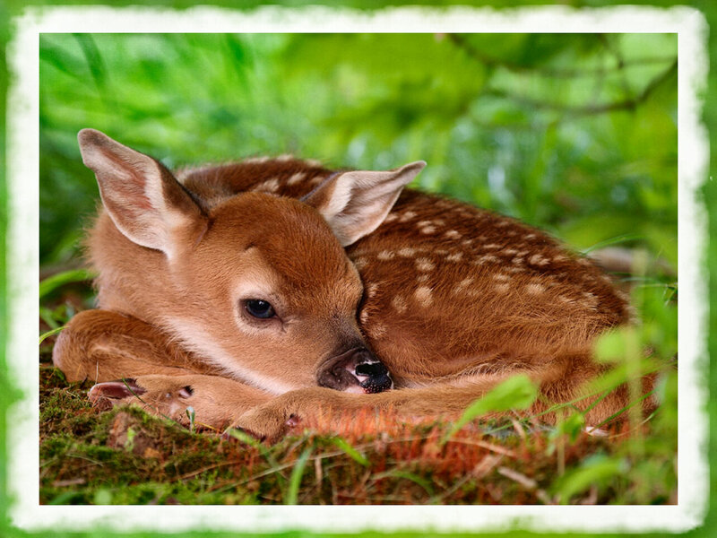 Fawn Resting in Grass — Green