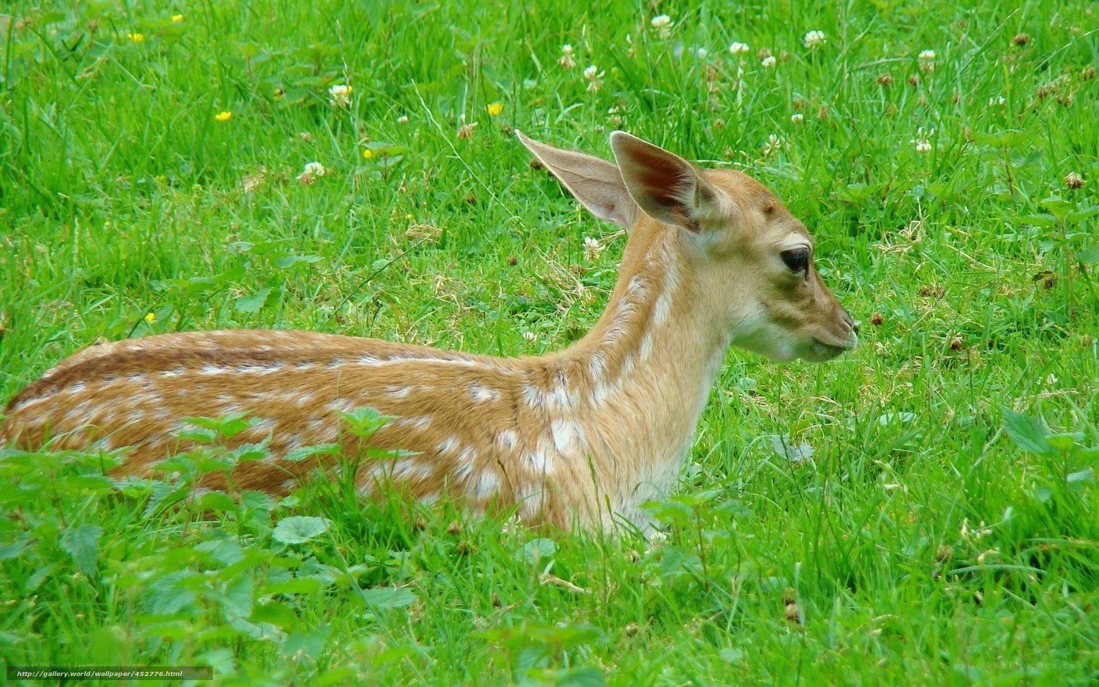fawn resting in grass