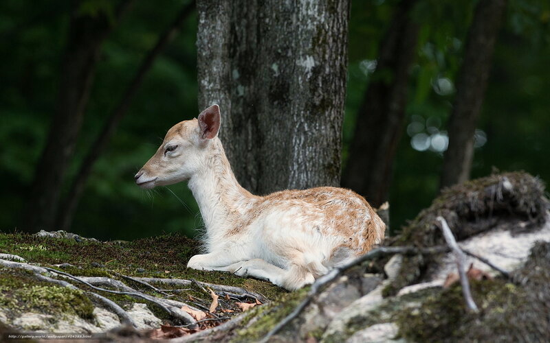 Fawn Resting on Moss — Brown