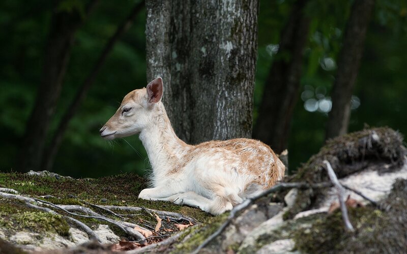 Fawn Resting on Moss