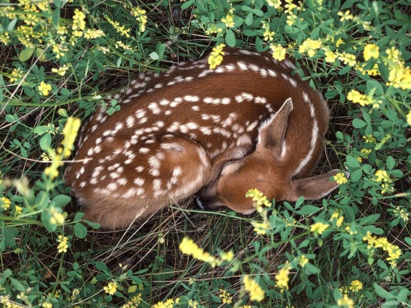 Fawn Sleeping in Flowers