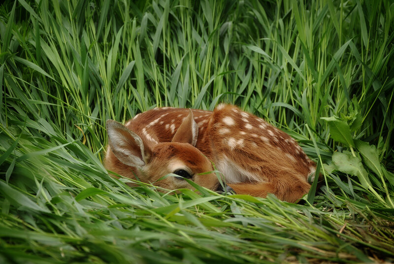 Fawn Sleeping in Grass — Green