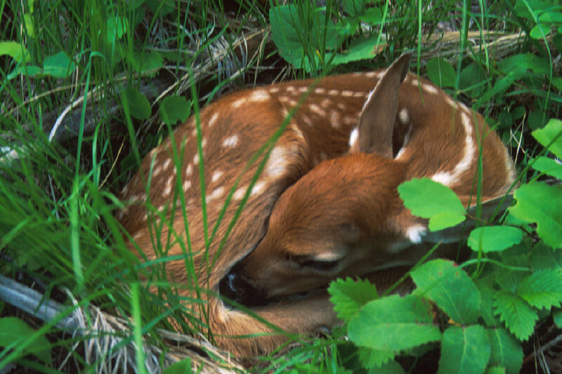fawn sleeping in grass