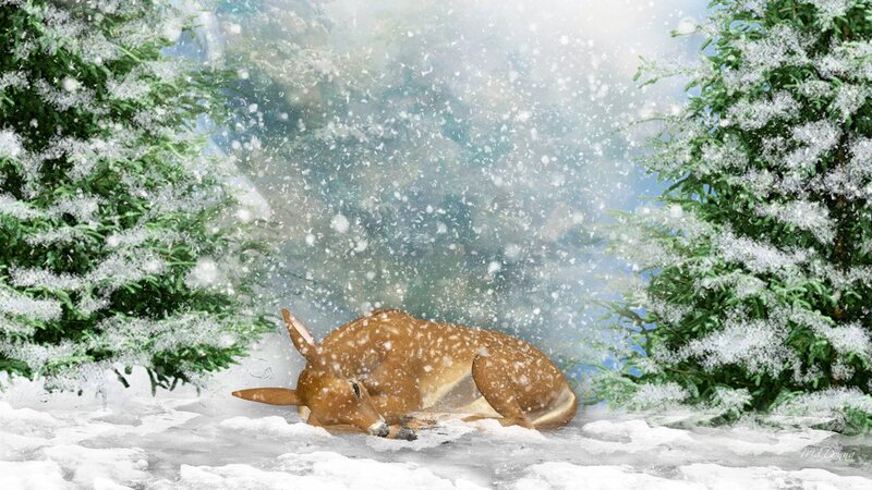Fawn Sleeping in Snow