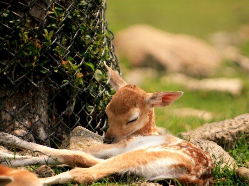 Fawn Sleeping on Grass
