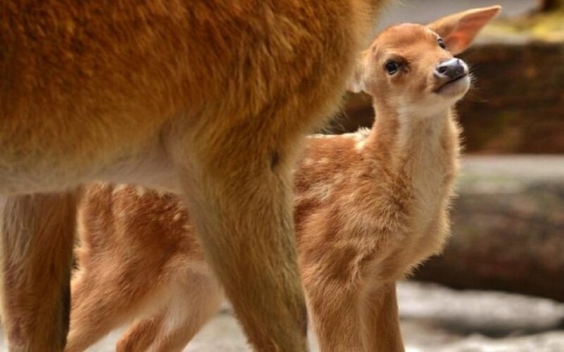 Fawn Standing Beside Adult