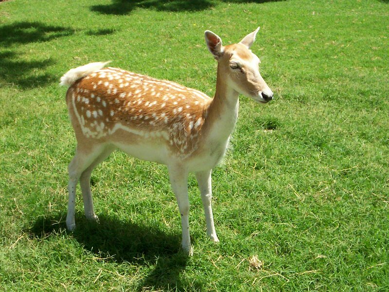 Fawn standing in grass