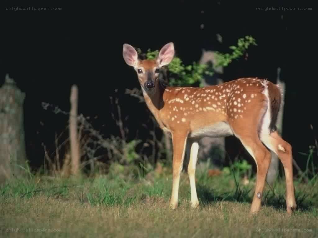 fawn standing in grass