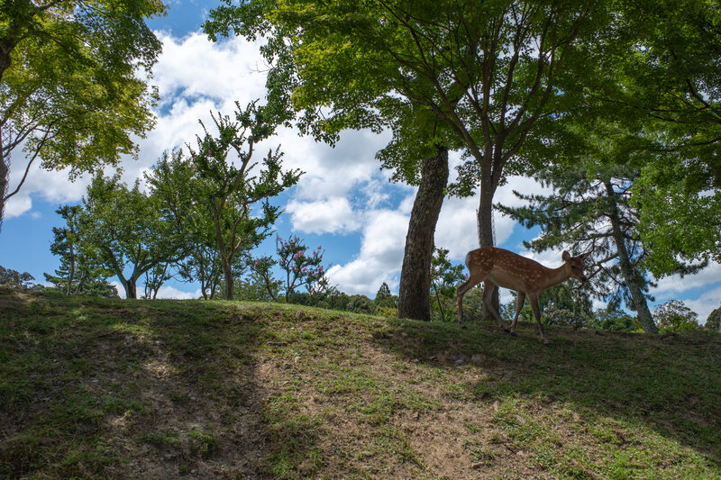 Fawn Walking on Hill