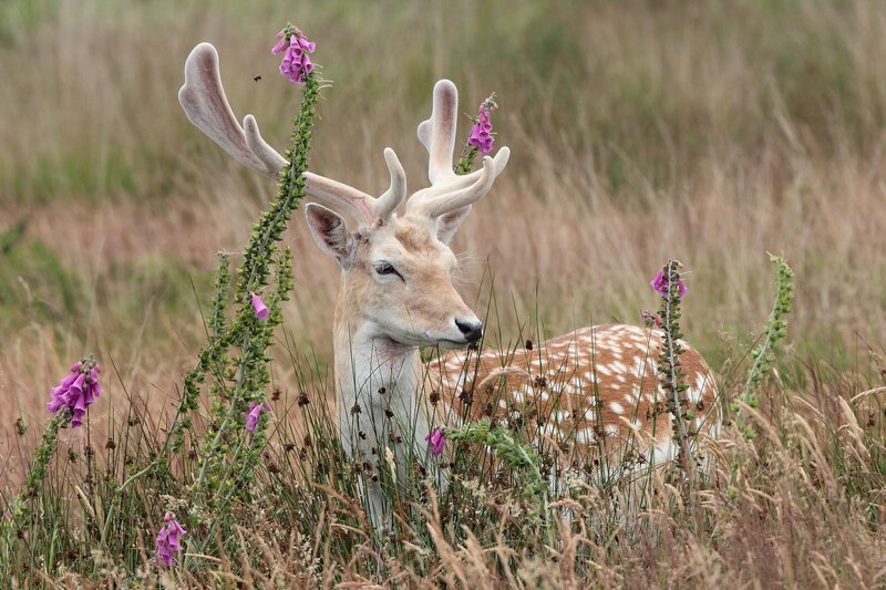 Fawn with Antlers — Brown, Calm, Afternoon
