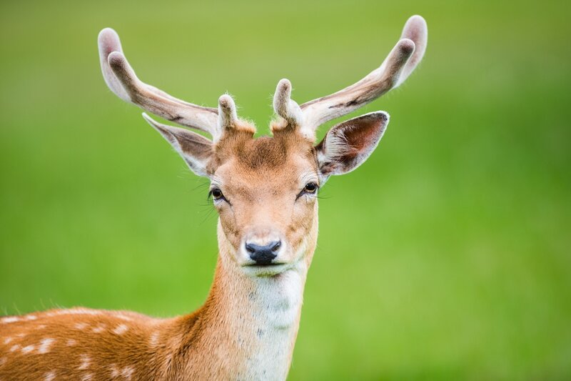 Fawn with Antlers — Brown, Calm
