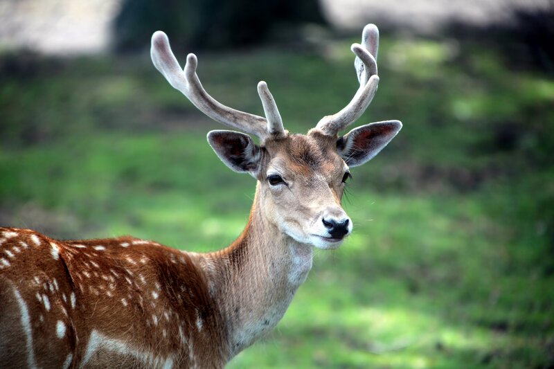 Fawn with Antlers — Brown