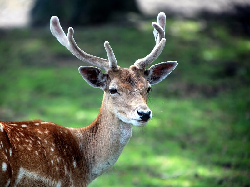 Fawn with Antlers