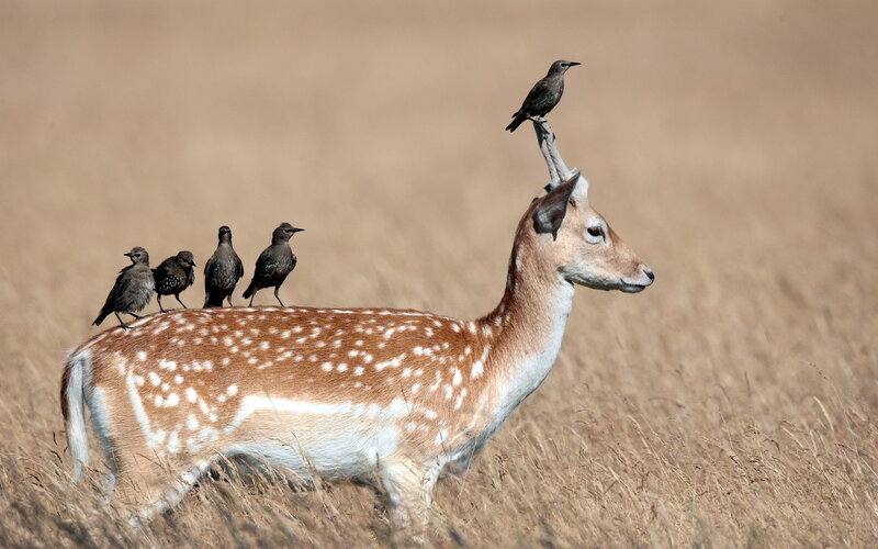 Fawn with Birds