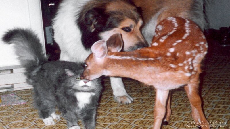 Fawn with Cat and Dog — Brown