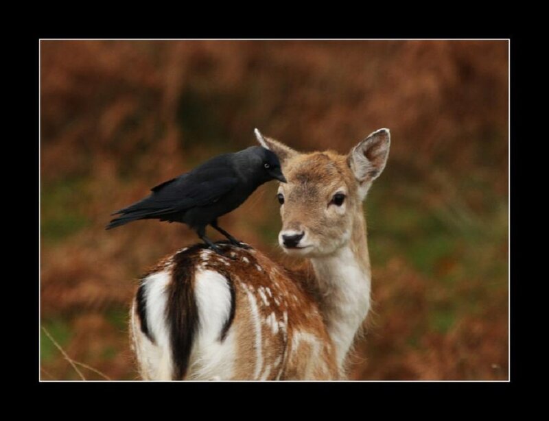 Fawn with Crow