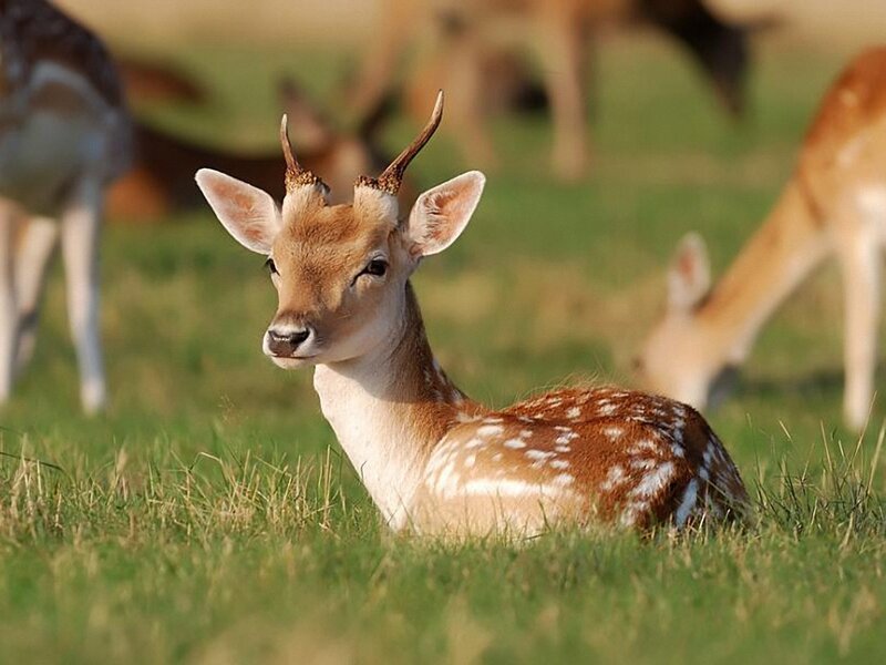 Fawn with Small Antlers
