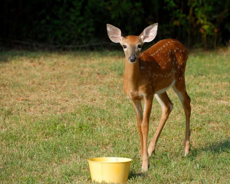 Fawn with Spots