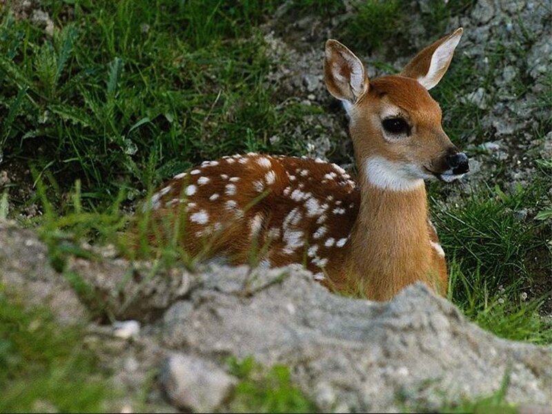 fawn with white spots