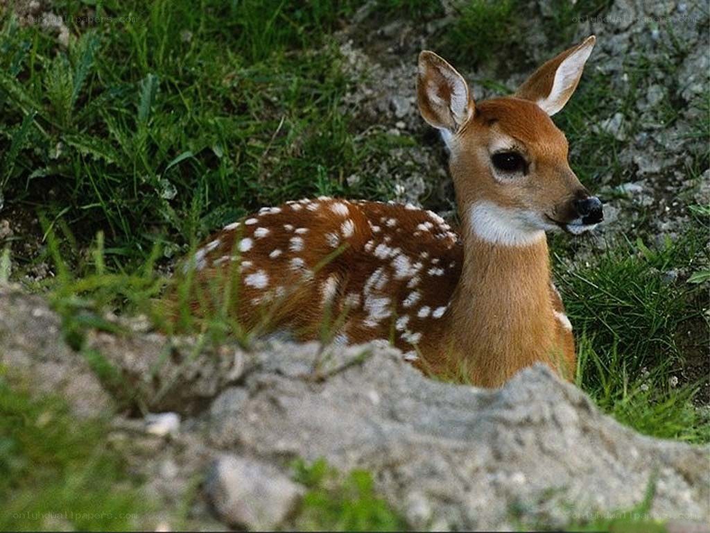 fawn with white spots