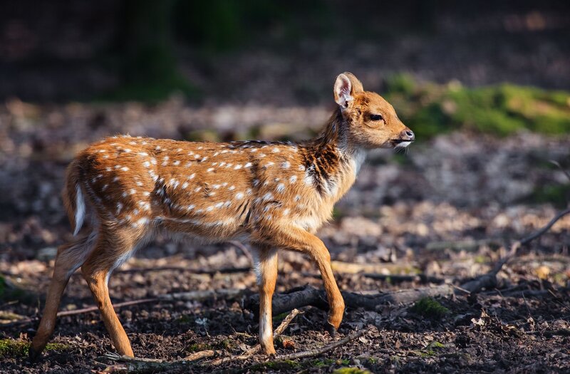 Fawn with White Spots — Brown, Calm, Afternoon, Photograph, Forest Floor