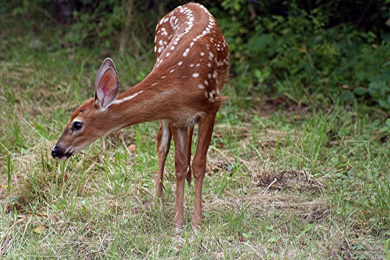 Fawn with White Spots — Brown, Calm, Afternoon, Photograph