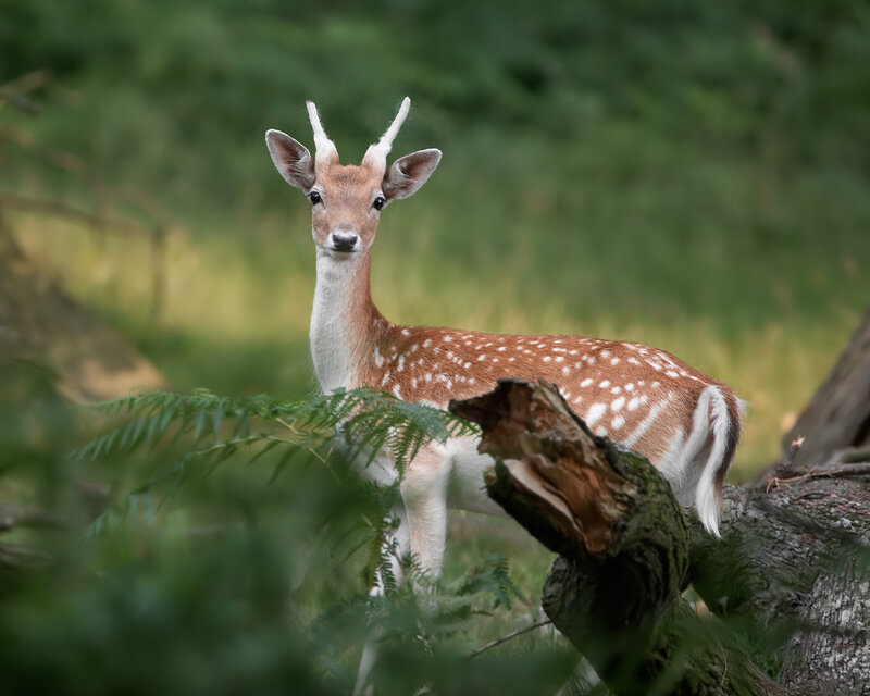 Fawn with White Spots — Brown, Calm, Afternoon