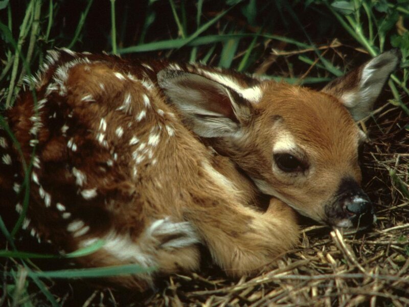 Fawn with White Spots — Brown, Calm, Morning