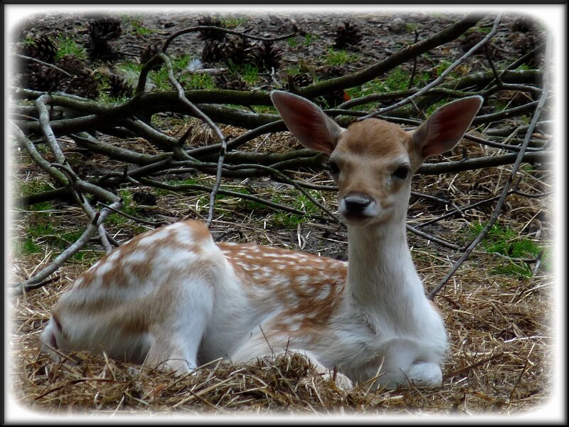 Fawn with White Spots — Brown, Calm, Photograph, Branches