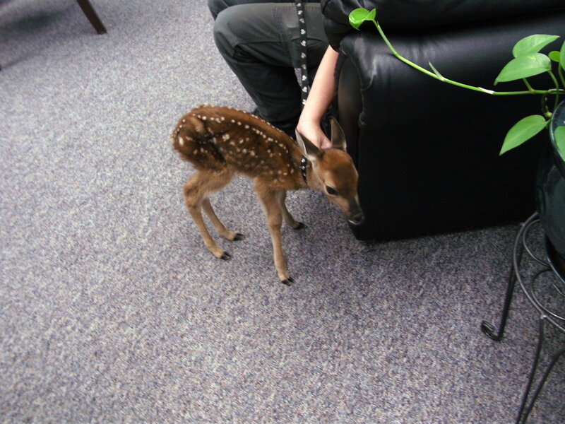 Fawn with White Spots — Brown, Calm, Photograph, Person