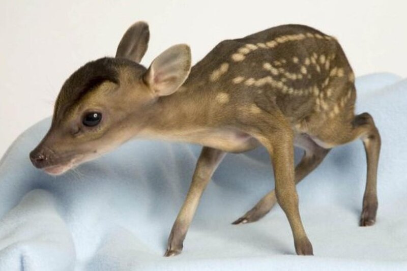 Fawn with White Spots — Brown, Calm, Photograph