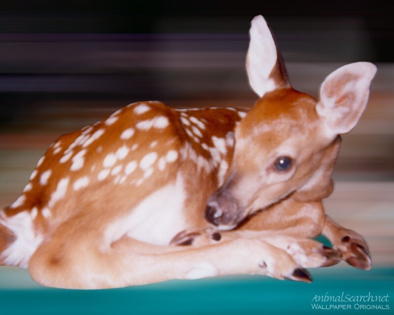 Fawn with White Spots — Brown, Calm, Photograph, Whitish Ears