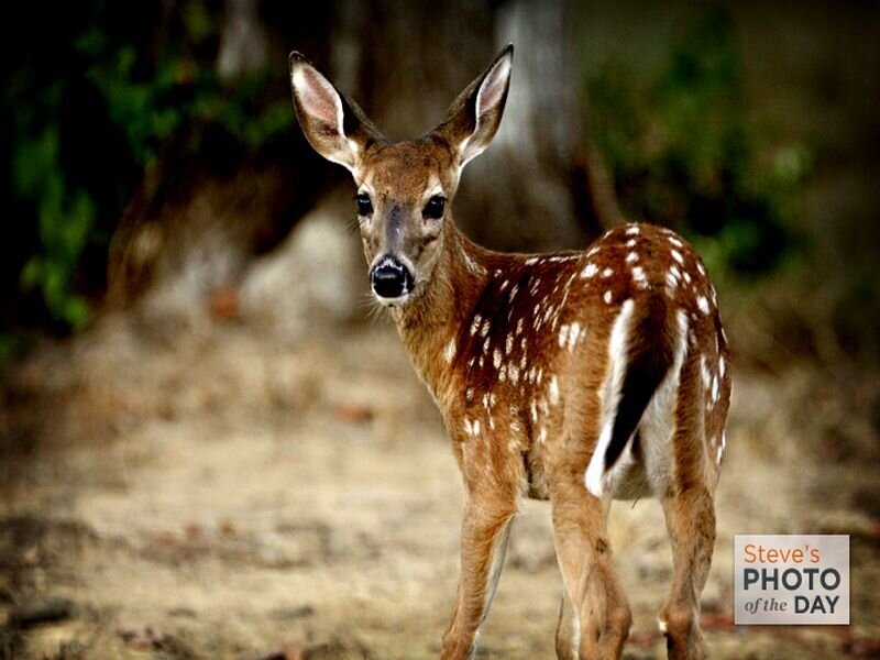 Fawn with White Spots — Brown