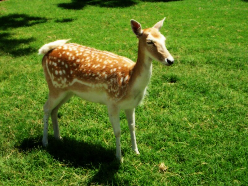 Fawn with White Spots — Green, Calm