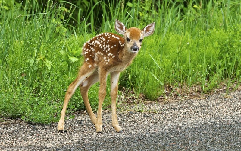 Fawn with White Spots — Green