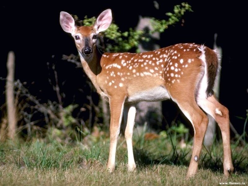 fawn with white spots