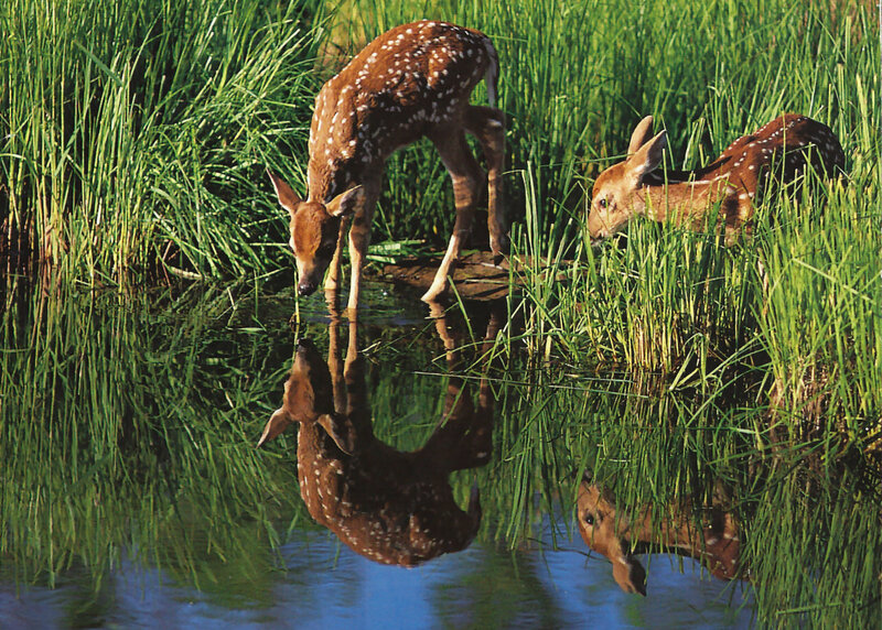 Fawns Drinking Water — Green