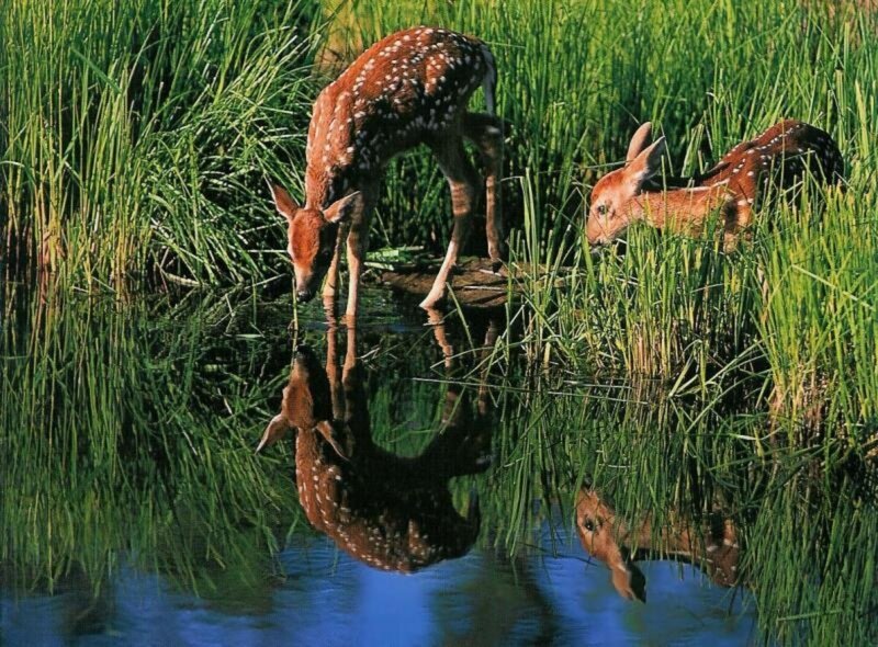 Fawns Drinking Water
