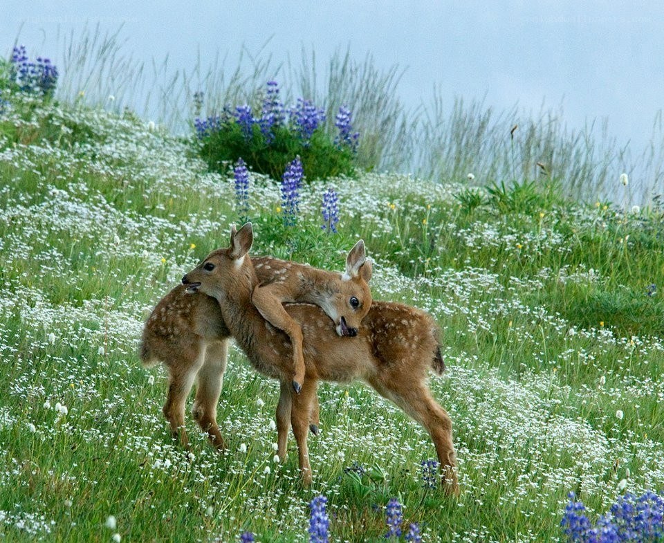 fawns playing in a meadow