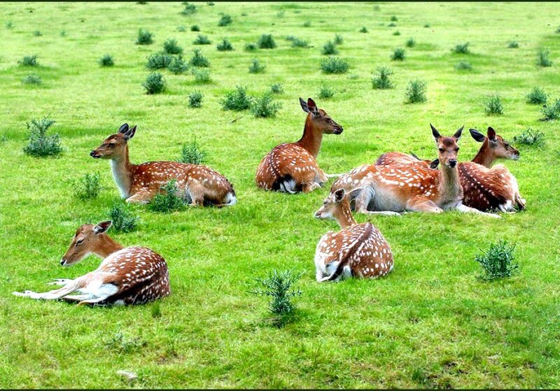 Fawns Resting in Field