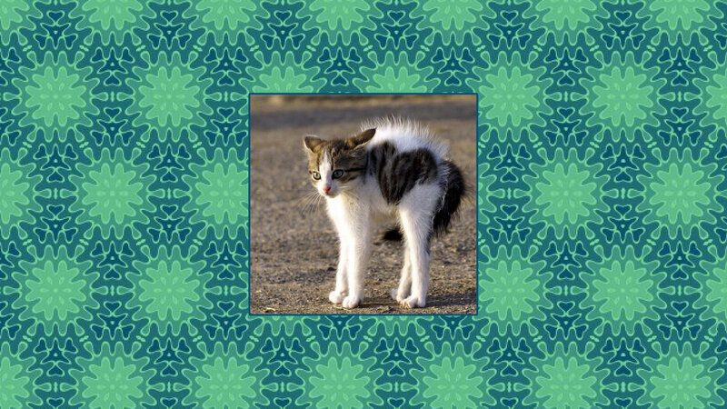 Fearful Kitten