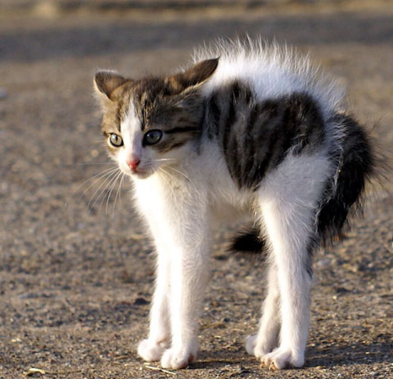 Fearful Tabby Kitten