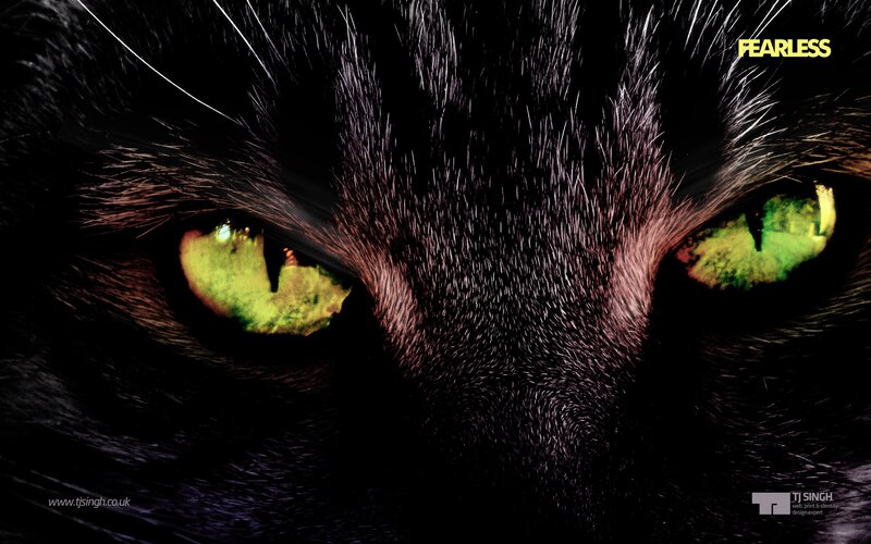 fearless cat eyes