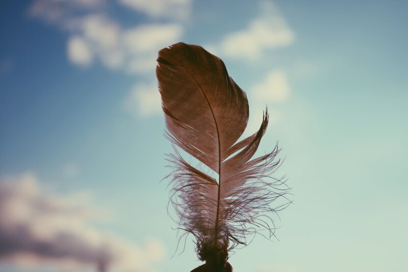 feather against the sky