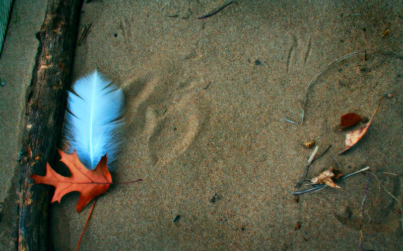 feather and leaf on sand